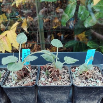 Pelargonium aestivale