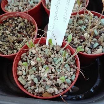 Anzucht Pelargonium