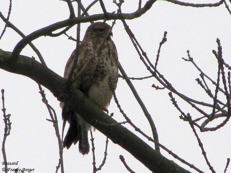 Bussard