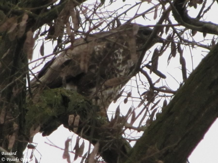 Bussard