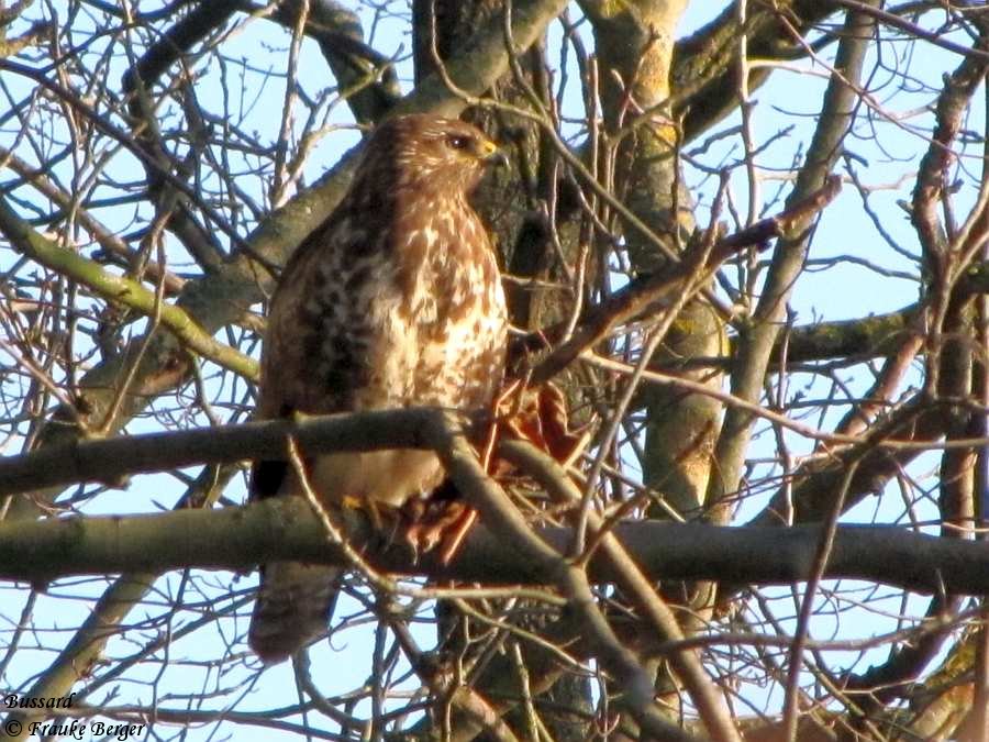 Bussard