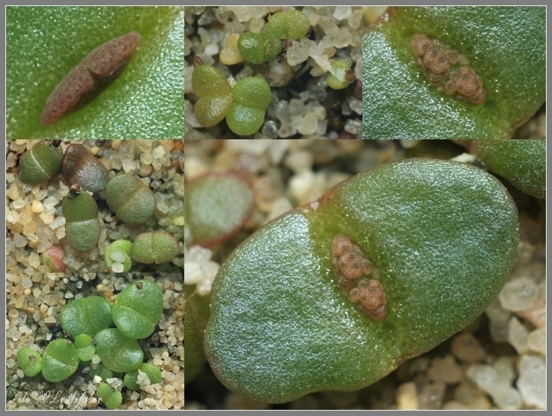 Forum_Collage_Aloinopsis_Titanopsis.jpg