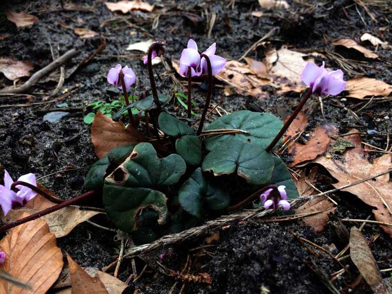 Cyclamen coum