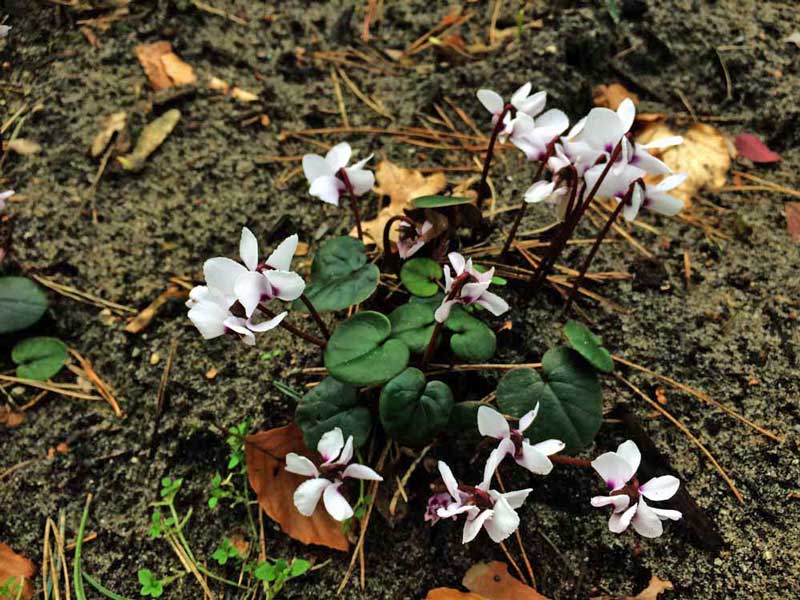 Cyclamen coum