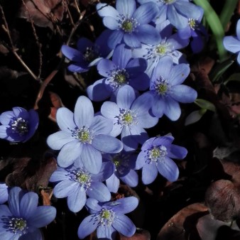 Hepatica