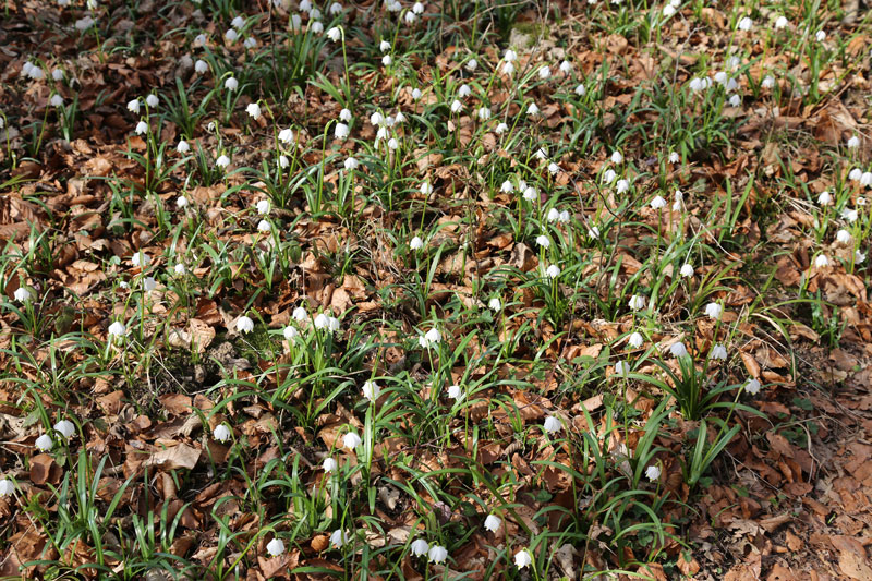 Leucojum vernum