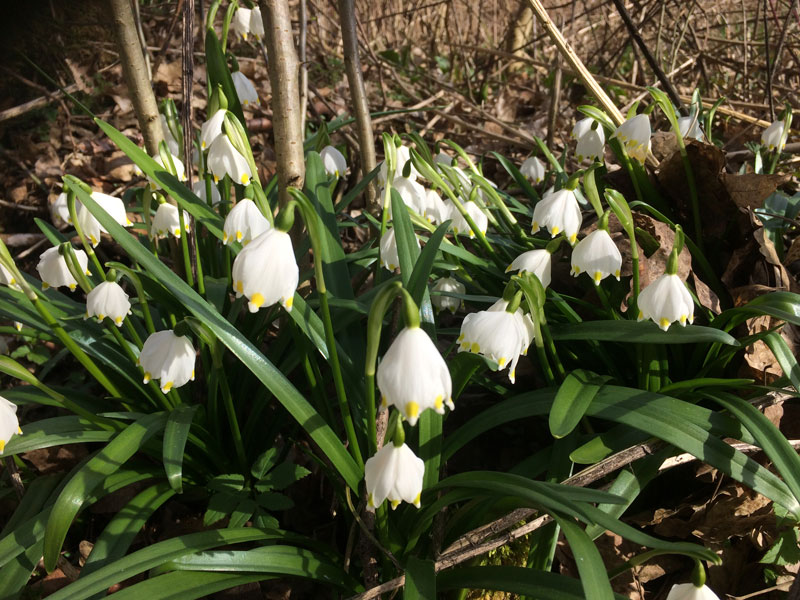 Leucojum vernum