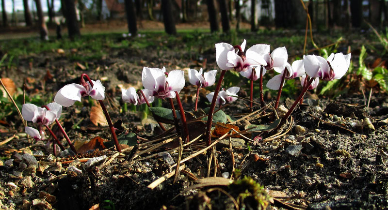 Cyclamen_coum_2.jpg