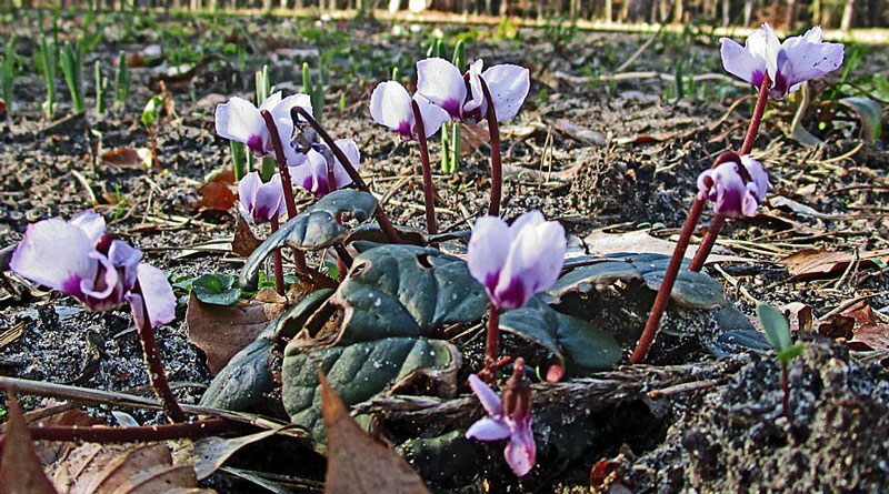 Cyclamen_coum_3.jpg