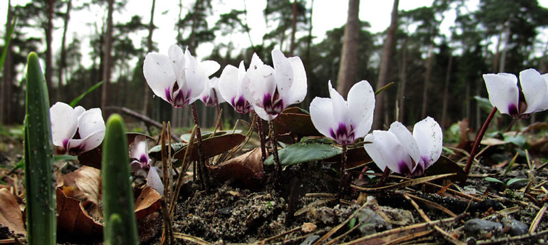 Cyclamen_coum_5.jpg