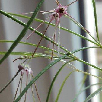 Brachystelma filifolium