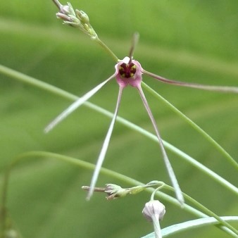 Brachystelma filifolium