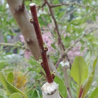 Prunus dulcis Ferragnes, Veredelung Ferraduel