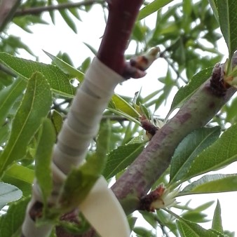 Prunus dulcis Ferragnes, Veredelung Ferraduel