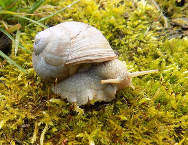 Weinbergschnecke.JPG