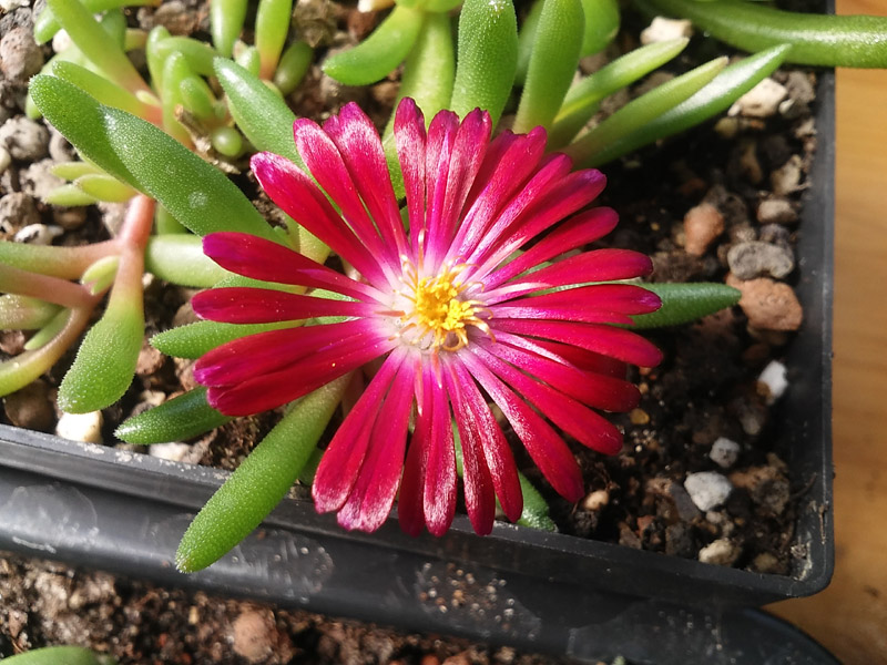 Delosperma002.jpg