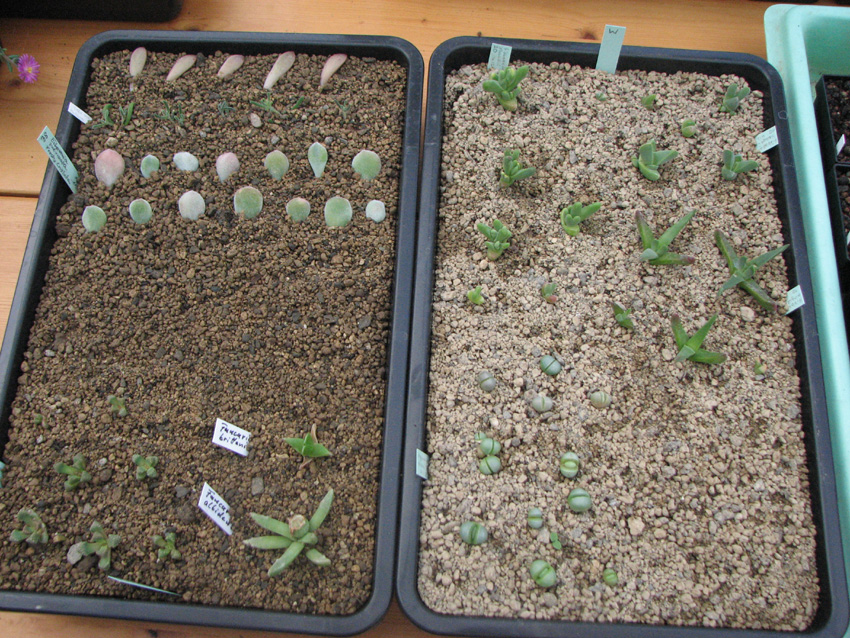 Links oben Stecklinge, ansonsten Pflanzen aus meiner Saat Anfang Dez. 2016