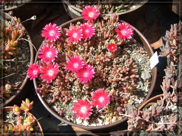 compDelosperma karmin (4).jpg