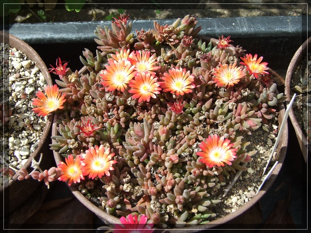 compDelosperma orange (4).jpg