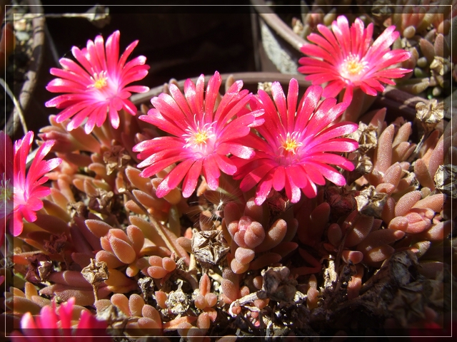 compDelosperma karmin (2).jpg