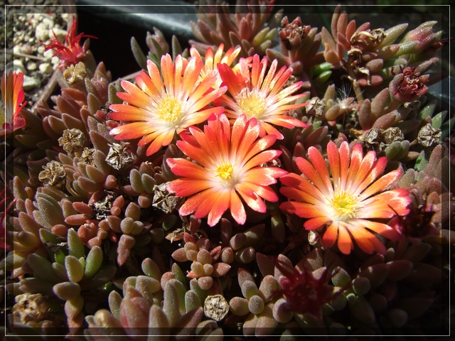 compDelosperma orange (5).jpg