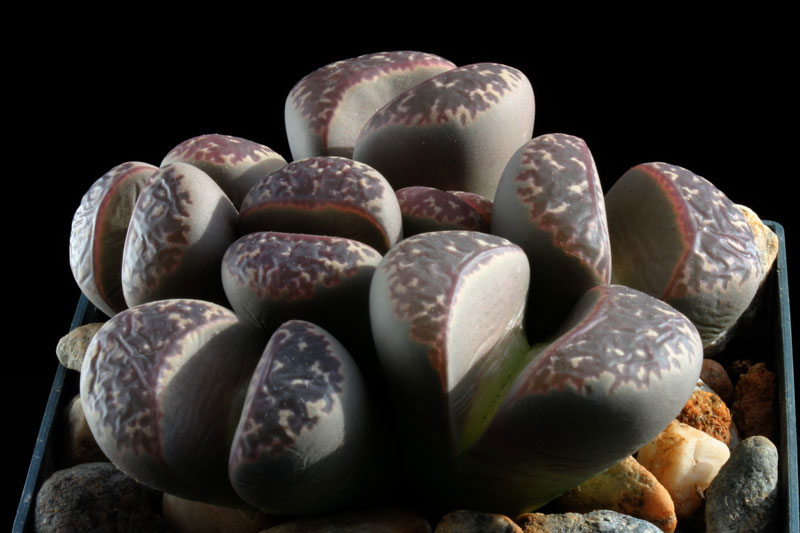 Lithops_naureenia_C304_m8.jpg