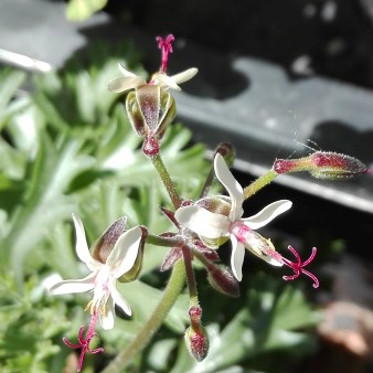 Pelargonium klinghardtense 2.jpg