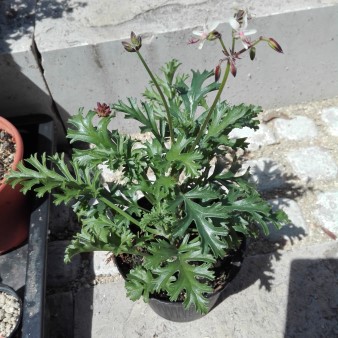 Pelargonium klinghardtense 3.jpg