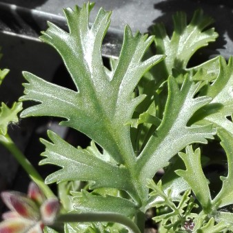 Pelargonium kllinghardtense 1.jpg