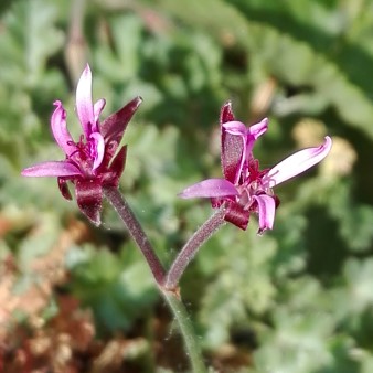 Pelargonium aspedifolium 1.jpg