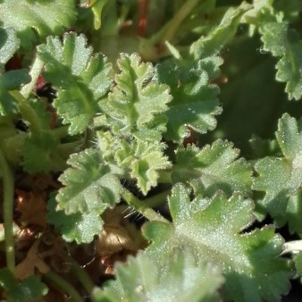 Pelargonium aspedifolium 2(Custom).jpg