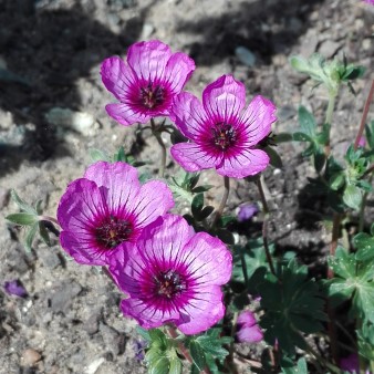 Geranium Jolly Jewel Night (Custom).jpg