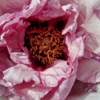 Paeonia lutea Zephyrus 1.jpg