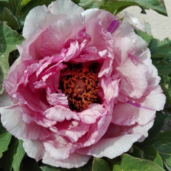 Paeonia lutea Zephyrus.jpg