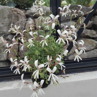 Pelargonium greytonense (Custom).jpg