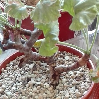 Pelargonium mirabile 1.jpg