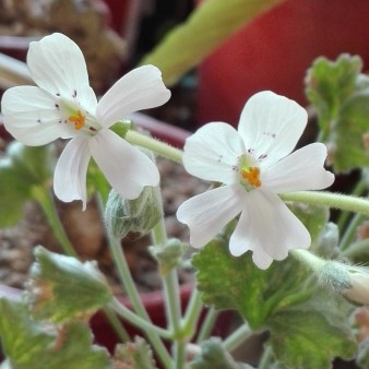 Pelargonium mirabile 2.jpg