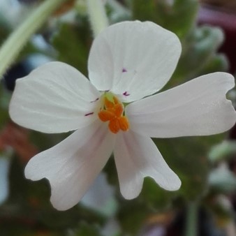 Pelargonium mirabile 3.jpg