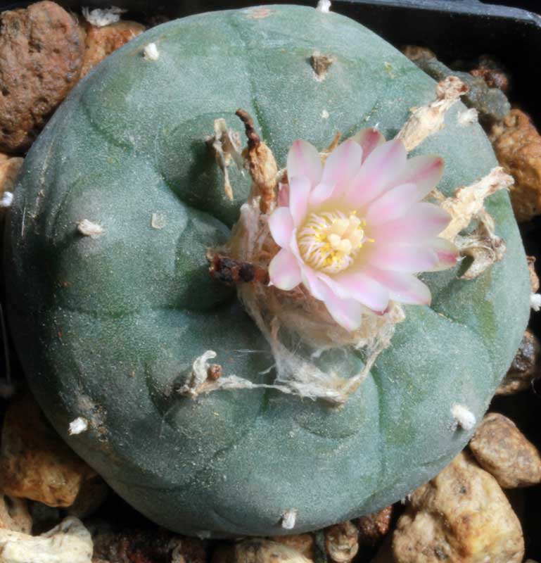 Lophophora_williamsii_m8.jpg