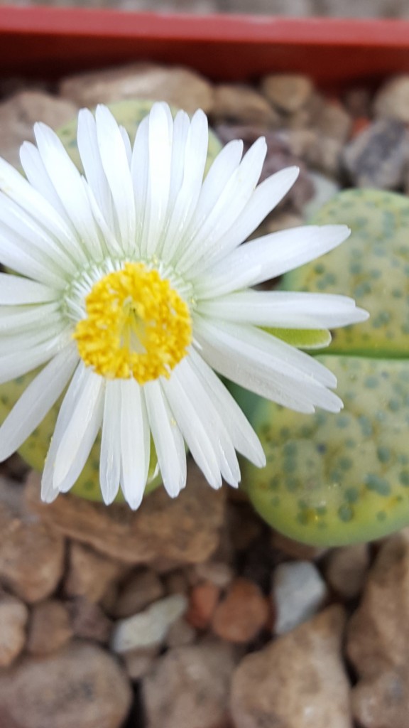 Lithops (3).jpg