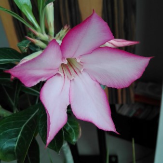 Adenium somalense