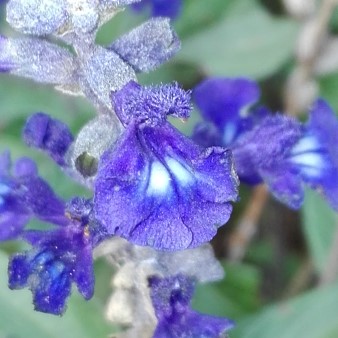 Gartensalbei, dessen botanischen Namen ich verloren habe ...