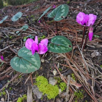 Cyclamen coum