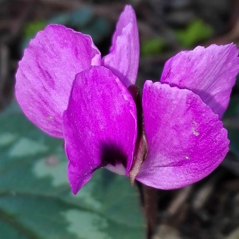 Cyclamen coum