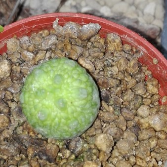 Pseudolithos