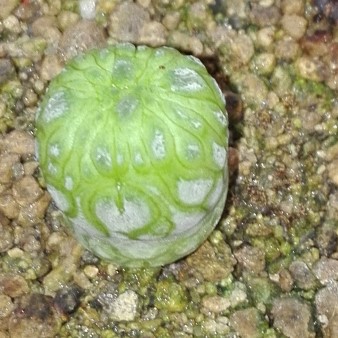 Pseudolithos