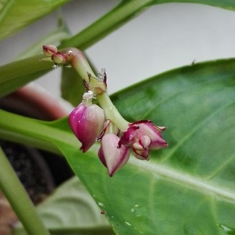 Impatiens mirabilis