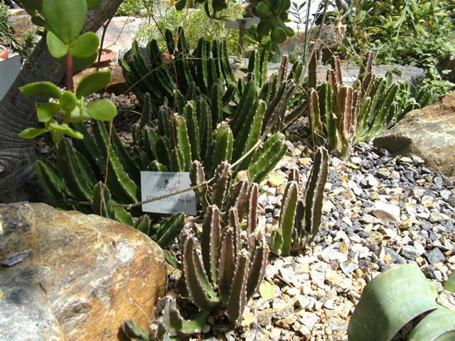 K640_Stapelia grandiflora03.JPG