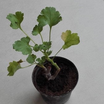 Pelargonium desertorum