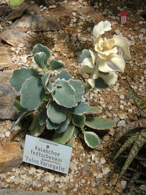 K640_Kalanchoe fedtschenkoi08.JPG